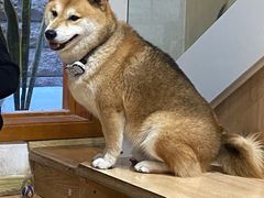 -是阿柴呀！柴犬咖啡·爱喵喵猫咖
