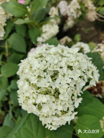 终于来打卡咯~虽然花儿已经开始慢慢凋谢了……