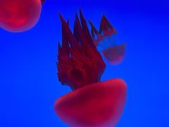 -上海海洋水族馆