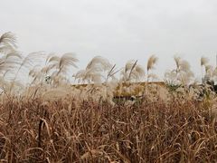 -宁波杭州湾国家湿地公园