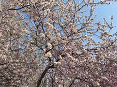 -桃花堤公园