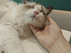 -飞行喵MR PILOT|猫舍·猫咖(静安大融城店)