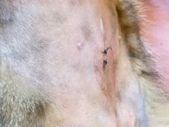 -艾贝尔宠物医院 ·内科全科(梁溪路店)