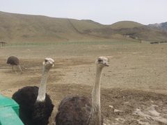 -新疆天山野生动物园