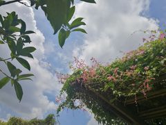 -广西壮族自治区药用植物园