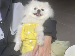 -乐琪宠物医院·犬猫专科·骨外科·急重症