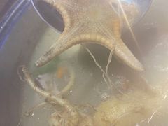 -千岛蚝高压锅生蚝·人参火锅(白云万达店)