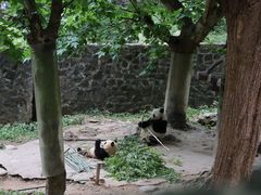 -都江堰中华大熊猫苑