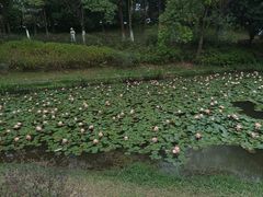 -东莞植物园