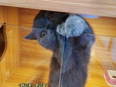 -猫十亿·布偶金渐层·曼基康矮脚猫舍(青年路店)