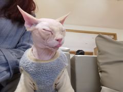 -猫腻·猫咖·撸猫馆(星光大道店)