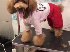 -爱宠屋pet shop·宠物洗澡·宠物美容