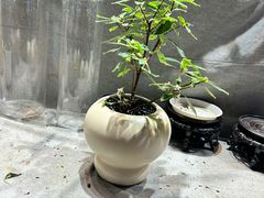 -姑苏二十四集(iD PARK 歌林公园店)