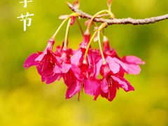 -顾村公园
