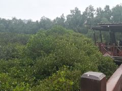 -大亚湾红树林城市湿地公园