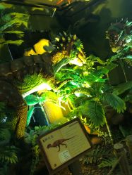 -恐龙探索乐园(磁器口店)