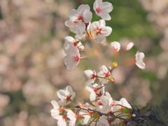 -苏州上方山国家森林公园