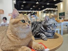 -藏猫猫咖啡主题馆(中央大道店)