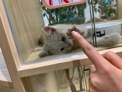 -屋虎猫馆(宝安大仟里店)