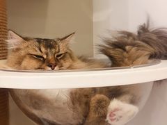 -猫域·湾主题猫咖·宠物吧(南坪城市广场店)