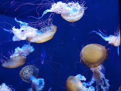 -成都浩海立方海洋公园