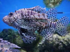 -大连老虎滩海洋公园