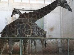 -石家庄市动物园