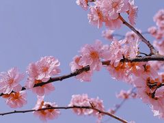 -花开海上生态园