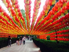 -大槐树寻根祭祖园