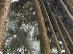 -武陵山森林公园