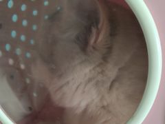 -瑞派福兴宠物医院犬猫全科·骨科·中西医结合(河东店)