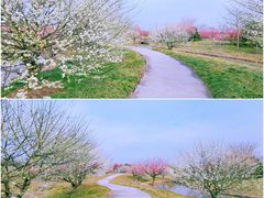 -花开海上生态园