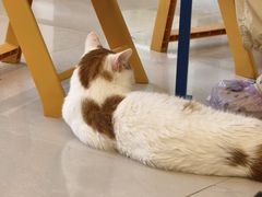 -平行世界·猫咖(首经贸店)