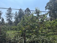 -樱桃山旅游景区