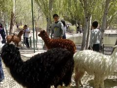 -新疆天山野生动物园