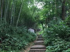 -龙井村