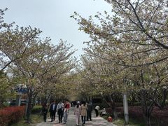 -高东镇樱花园