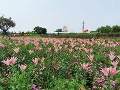 -荷兰花海