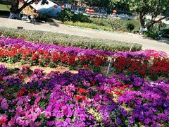 -松山湖梦幻百花洲