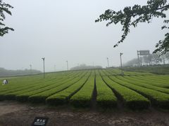 -雪绿茶博物馆