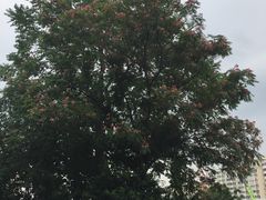 -桃花堤公园