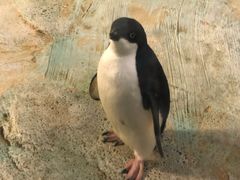 -帝企鹅自助餐厅•儿童岛•真企鹅(长隆企鹅酒店)