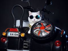 -超宠爱宠物摄影-Super pet