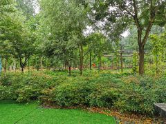 -合肥滨湖国家森林公园