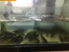 -融泽漁悦三只耳鱼火锅(南郑大道店)