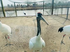 -盐城丹顶鹤湿地生态旅游区