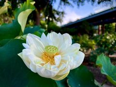 -莲花池公园