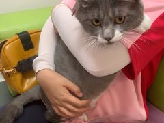 -北京观赏动物医院·24小时大型综合·猫专科·异宠专科