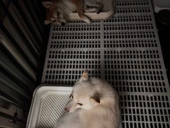 -德元·美联众合24小时动物医院(总院)