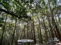 -黄埔油麻山森林公园